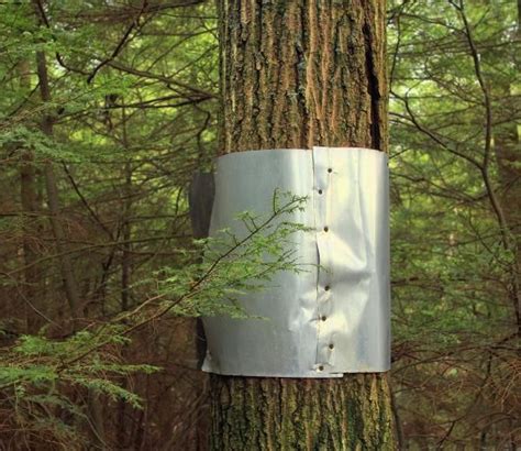 metal sheet around tree to keep critters off|sheet metal for tree climbing.